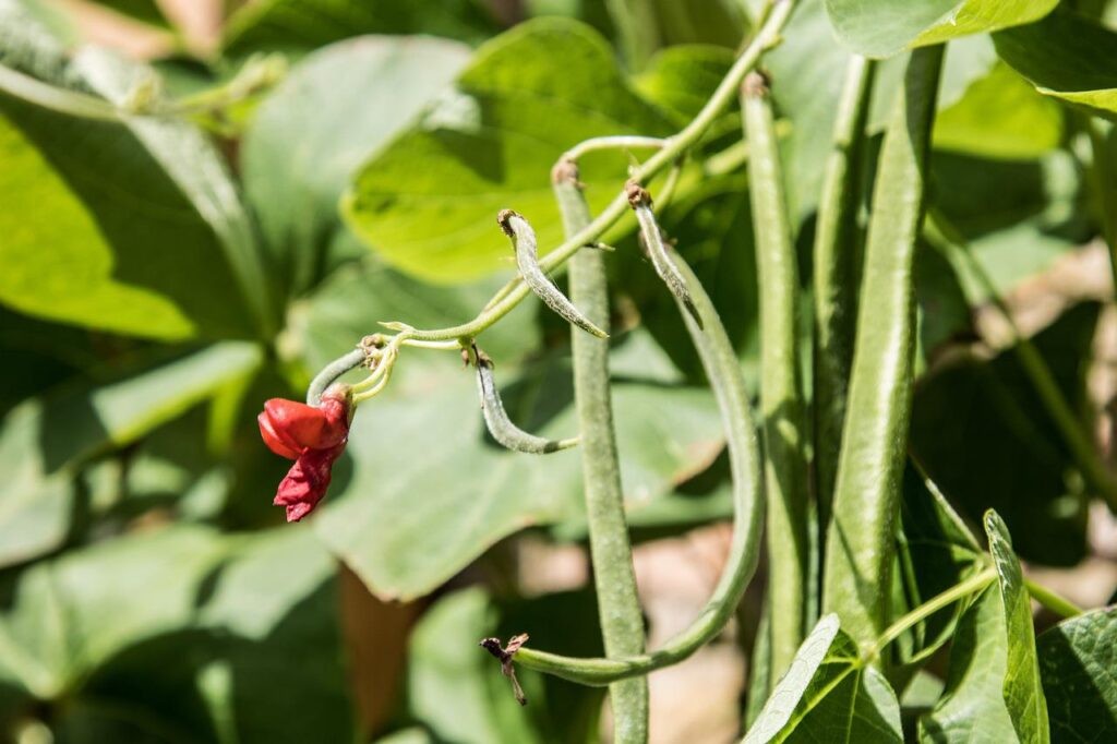 beans, vegetable, food-4425376.jpg