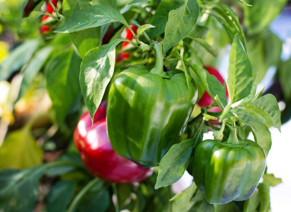 bell peppers, red, green-2708680.jpg