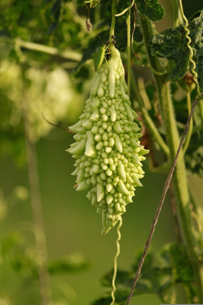 bitter gourd, bitter gourd plant, gourd-2373166.jpg