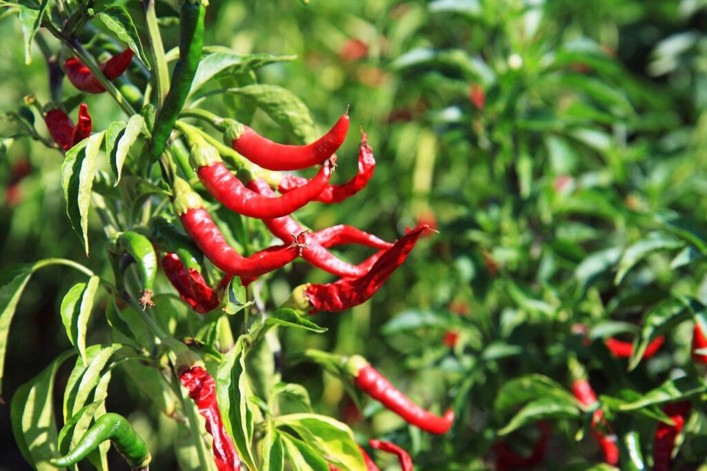 chili, chilli, colorful-2364.jpg