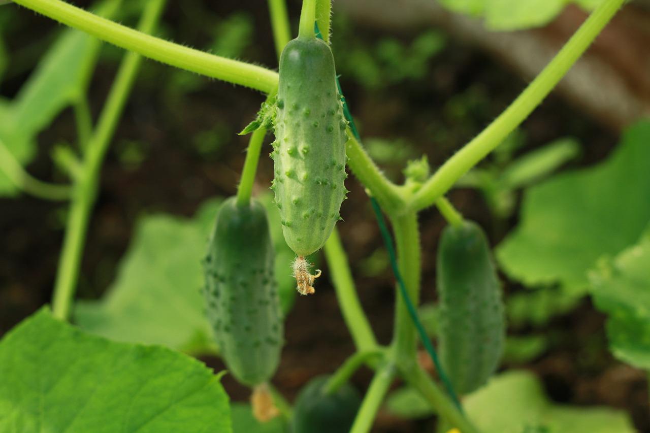 cucumbers, plant, nature-4050303.jpg