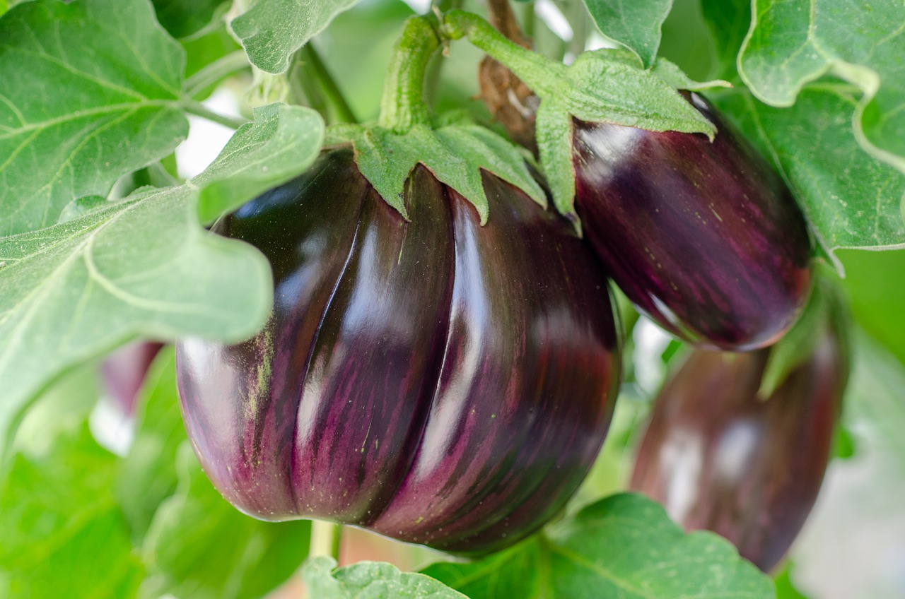 eggplant, vegetables, plant-7373430.jpg