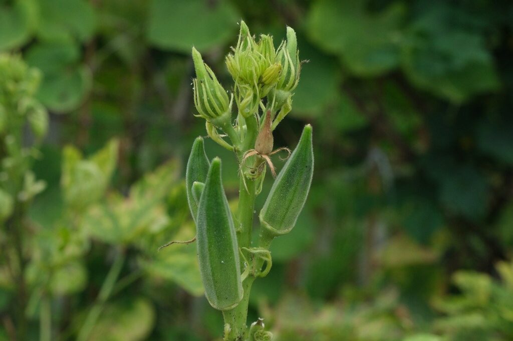 plant, buds, leaves-5457543.jpg