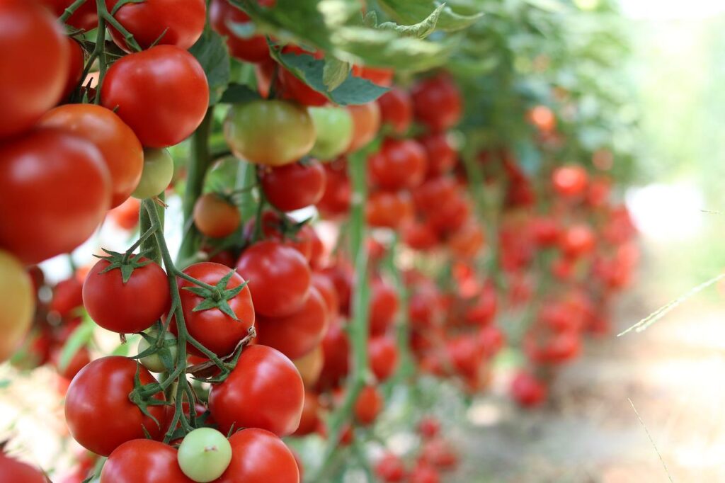 tomatoes, garden, vegetables-3016550.jpg