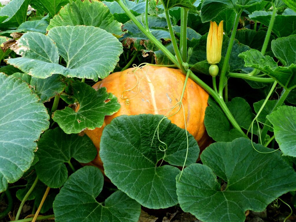 vegetables, garden, pumpkin-4398758.jpg
